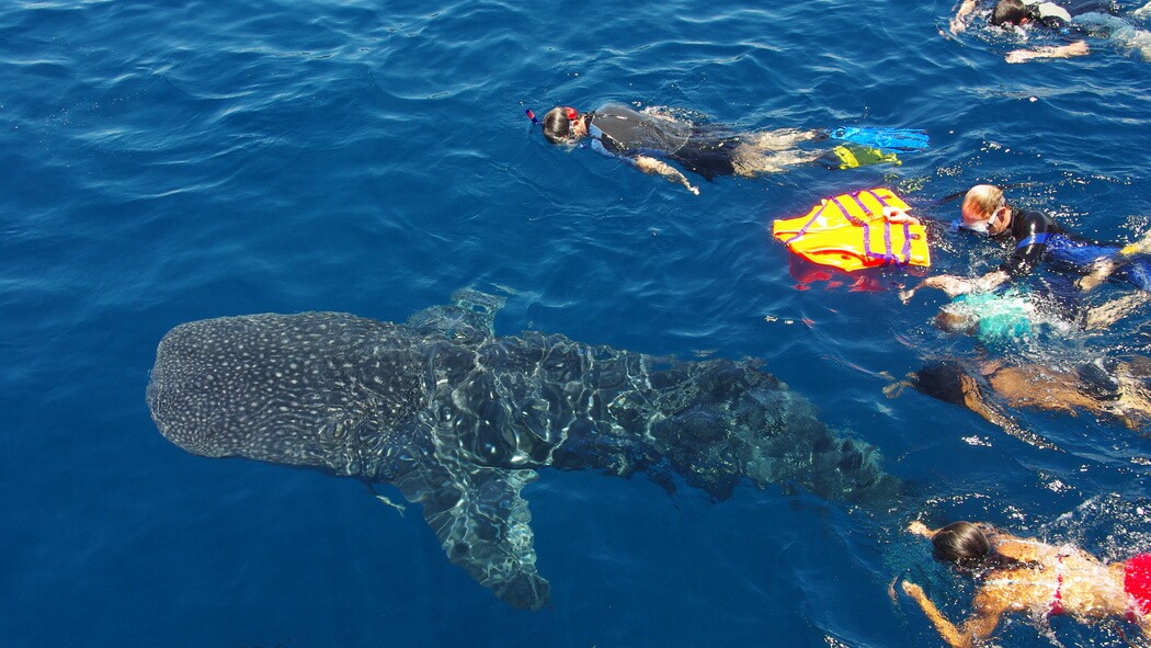 cham island tour 3