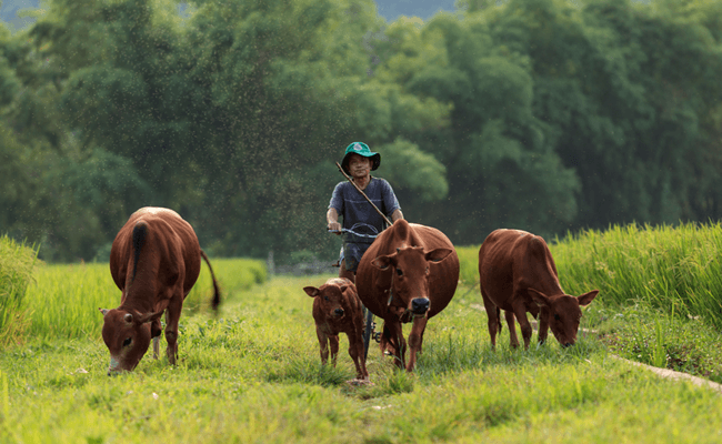 best time to travel to mai chau 10