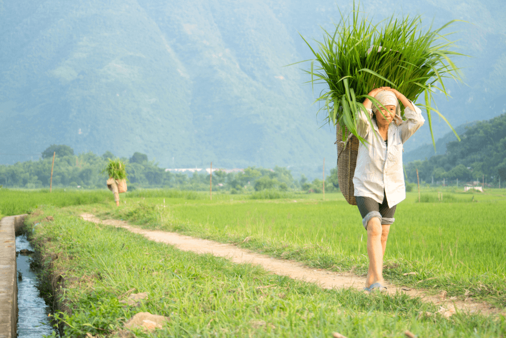 mai chau tours 22