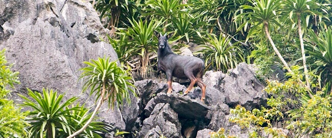 National Parks in Vietnam 6